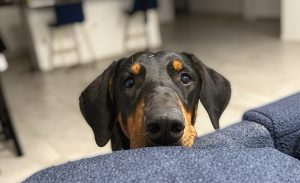 Random image: Adopt Doberman Blu