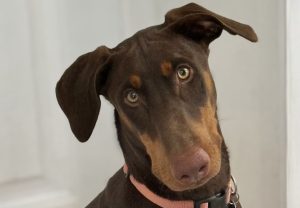 Random image: Adopt Doberman Lucille