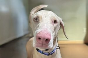 Random image: Adopt Doberman Ave