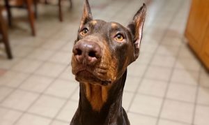 Random image: Adopt Doberman Macario